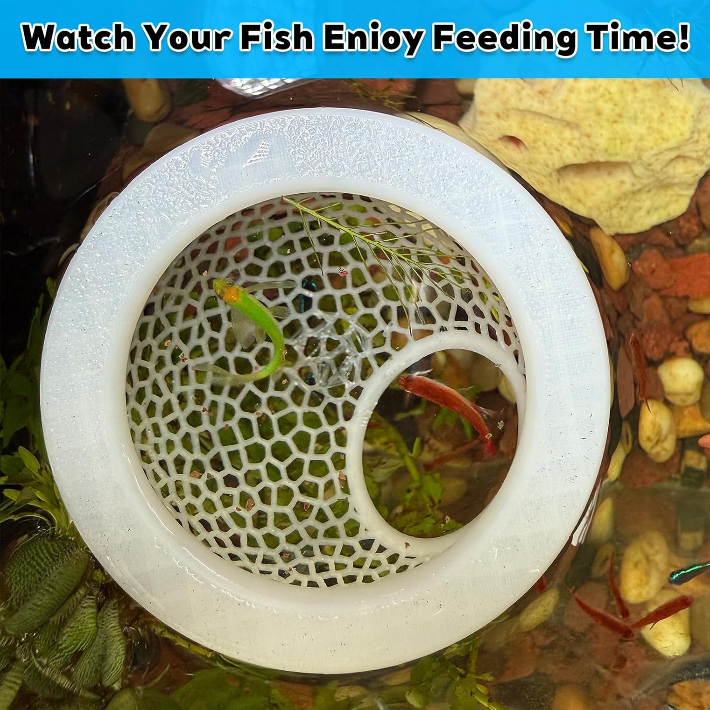 🐠 Floating Betta Fish Cave – Hideout & Feeding Station