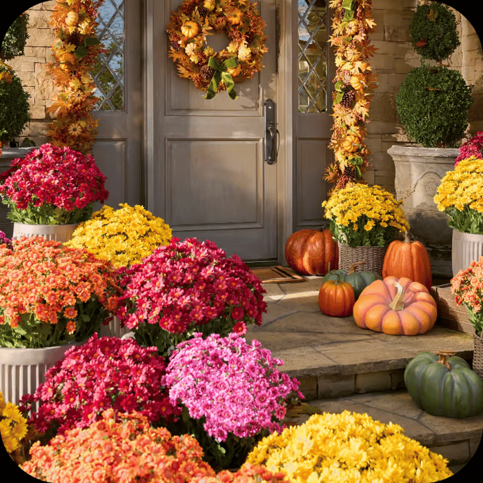 🏆 50K+ SOLD! 💐 UV-Resistant Sunset Mums – Perfect for Fall 🍂