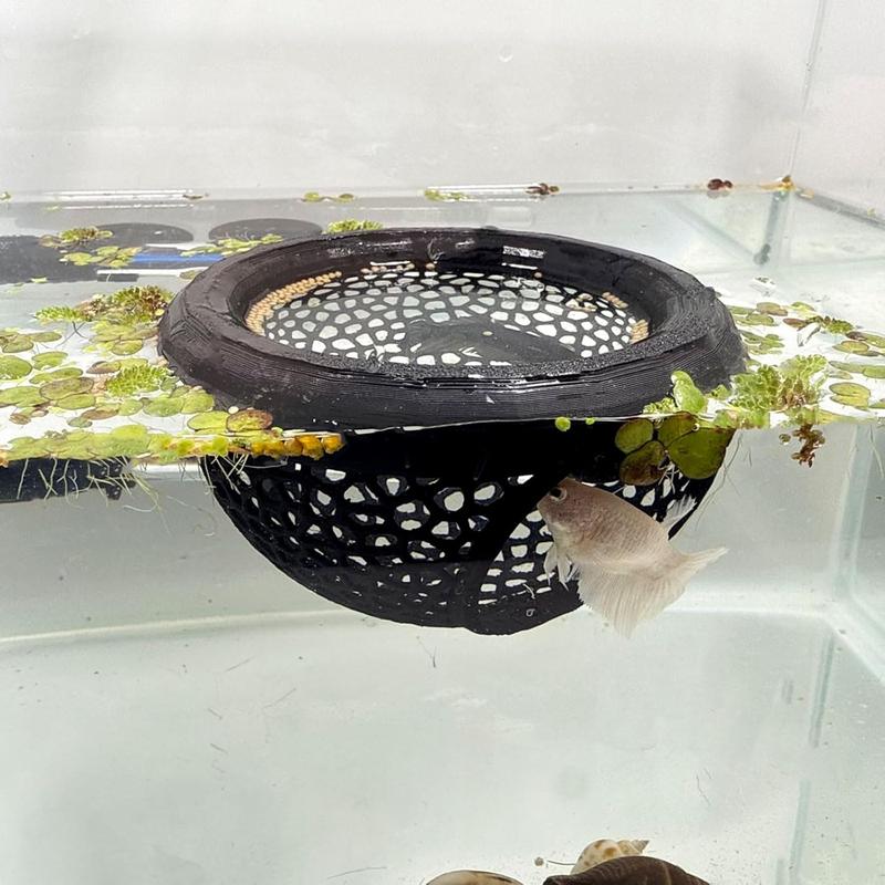 🐠 Floating Betta Fish Cave – Hideout & Feeding Station