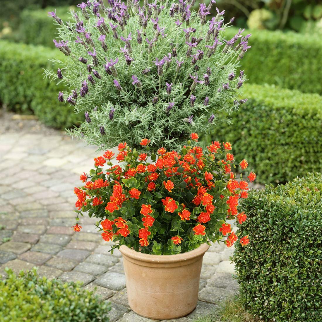 🏆 50K+ SOLD! 💐 UV-Resistant Sunset Mums – Perfect for Fall 🍂
