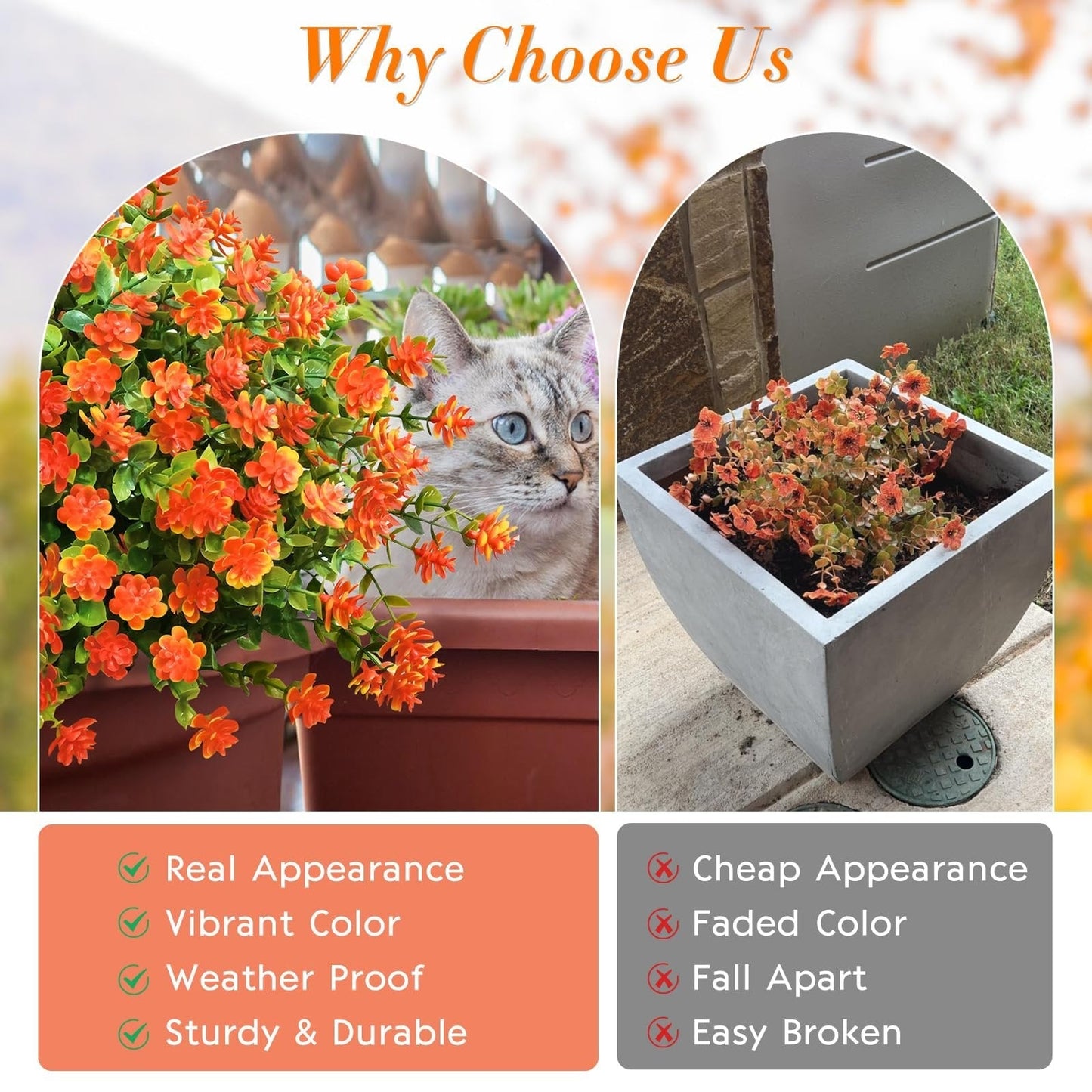 🏆 50K+ SOLD! 💐 UV-Resistant Sunset Mums – Perfect for Fall 🍂